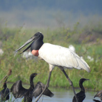 Jabiru